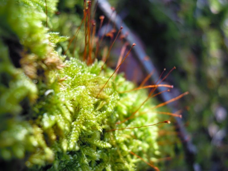 Read more about the article Soczystość nowego