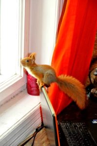 11036699_466319796859968_2451956032066986968_n