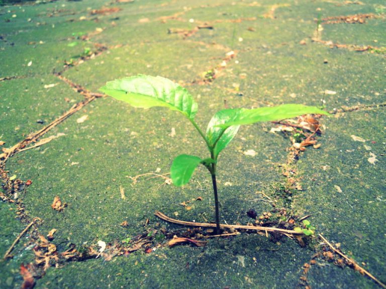 Read more about the article Życie