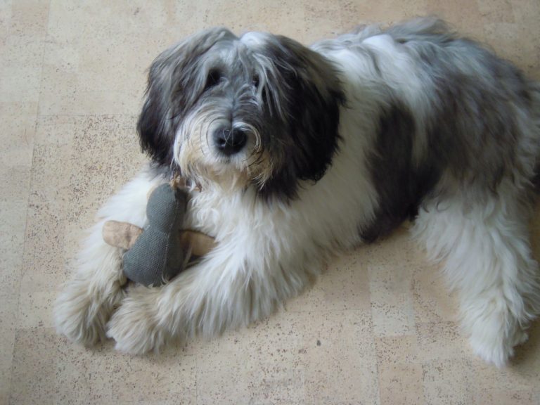 Read more about the article W psiej szkole