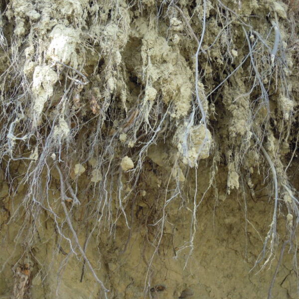 Ciekawość w zachwycie