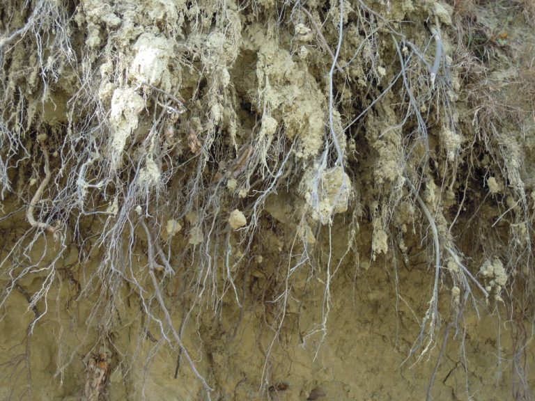 Read more about the article Ciekawość w zachwycie